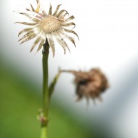 Oxford Ragwort